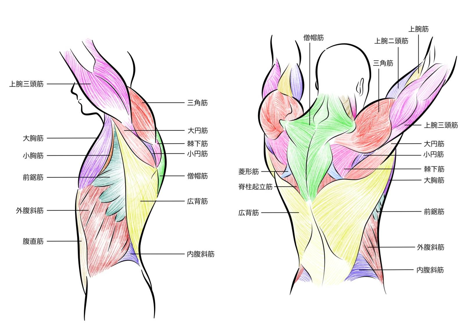 肩甲骨周囲の筋肉
