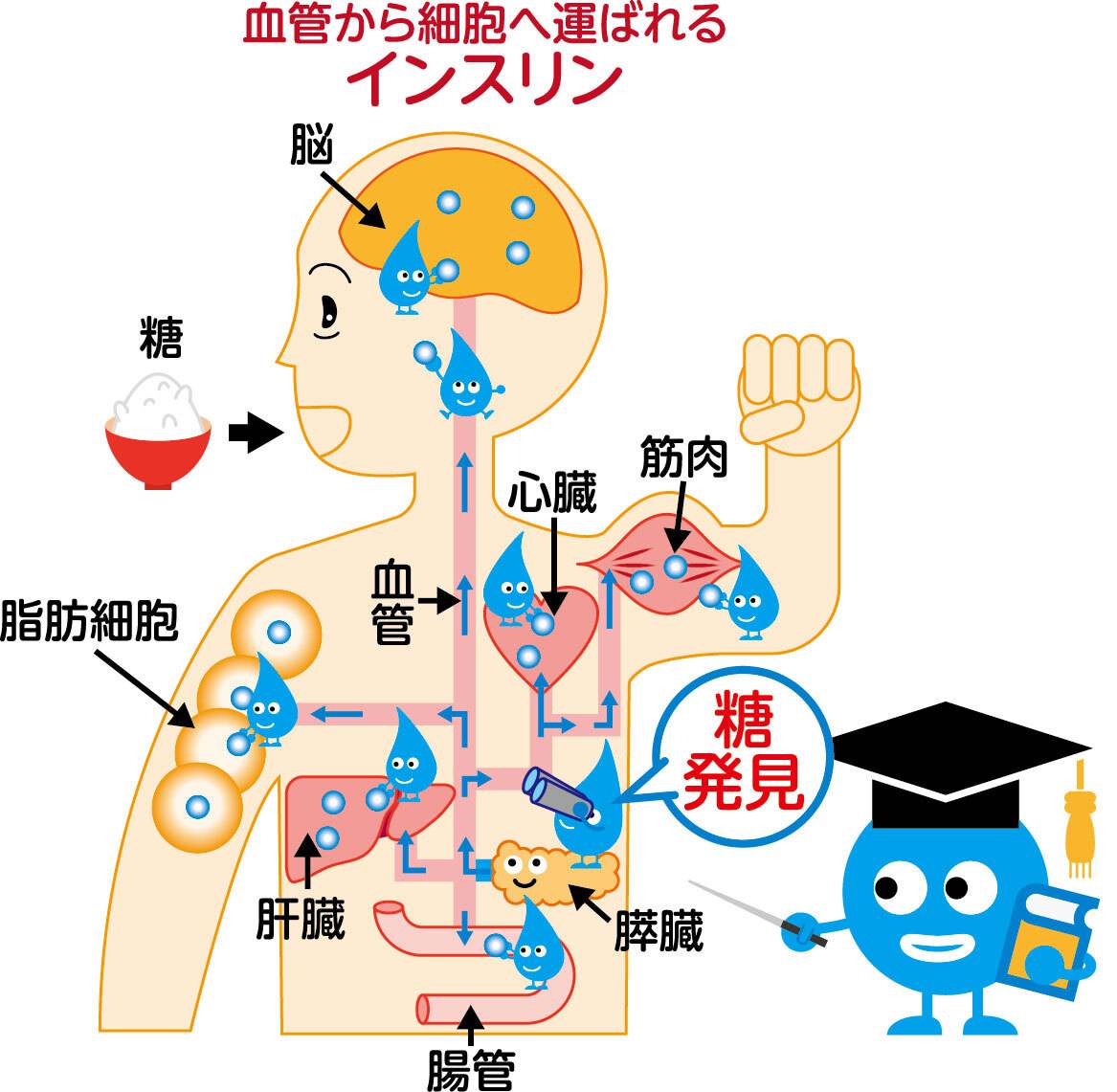 食後のインスリンの働きと流れ