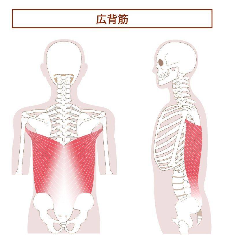 広背筋