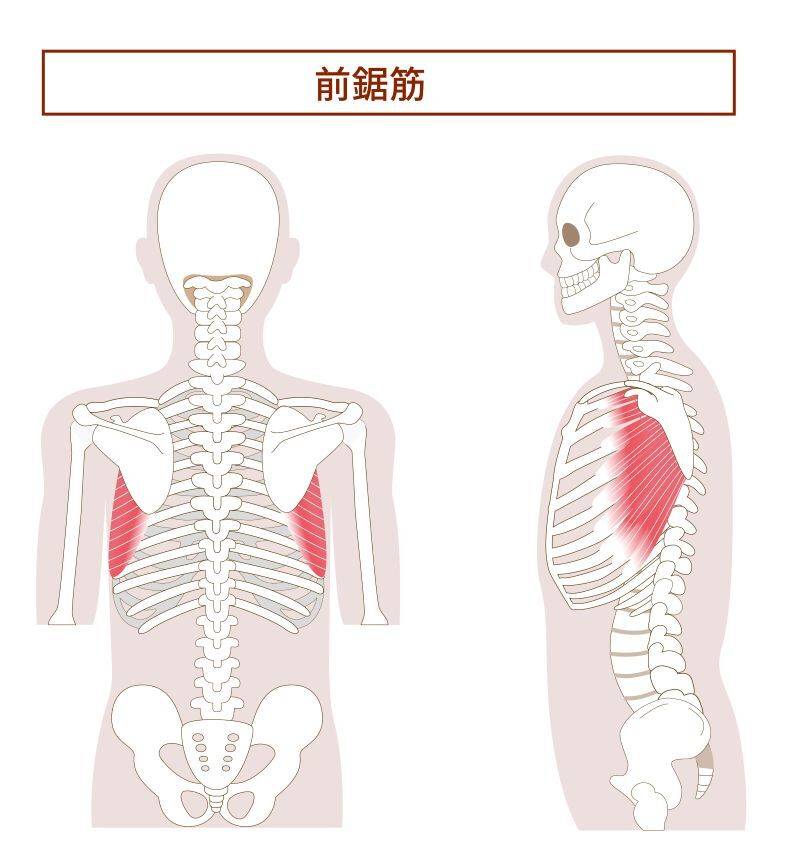 前鋸筋