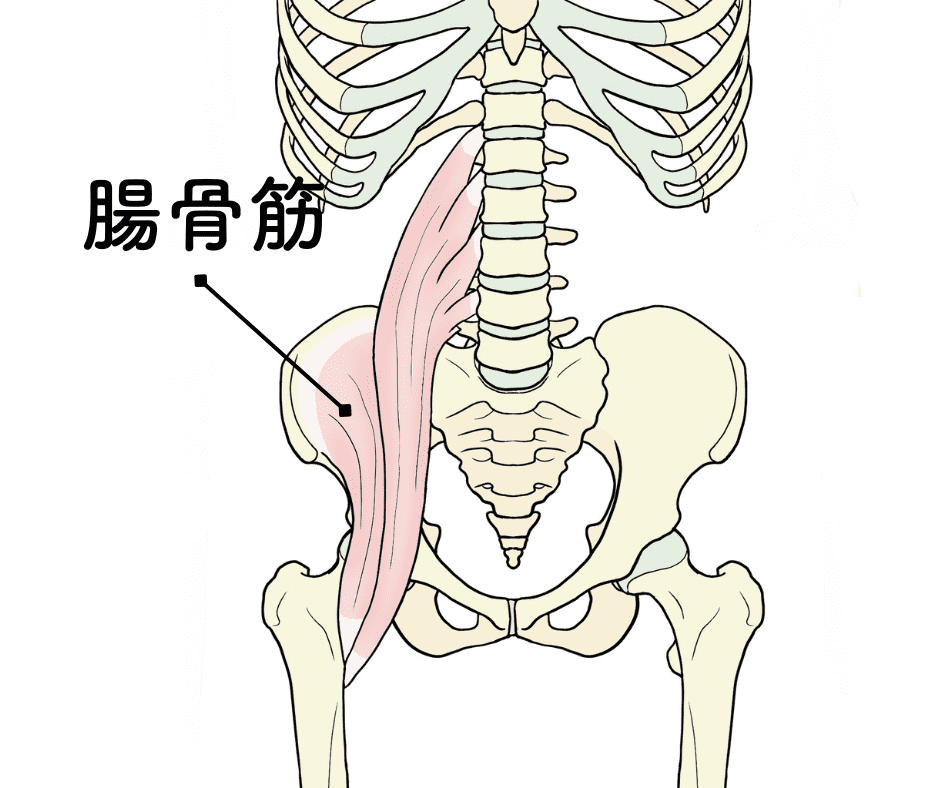 腸骨筋