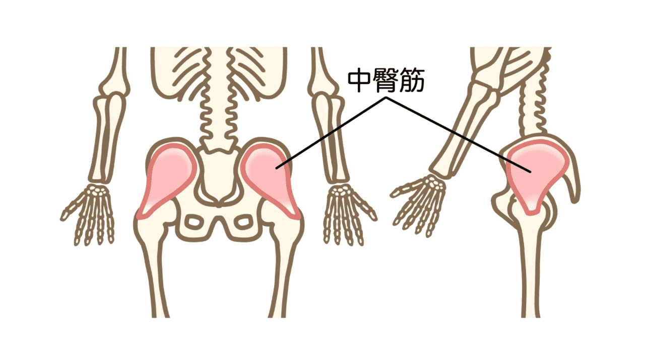 中臀筋