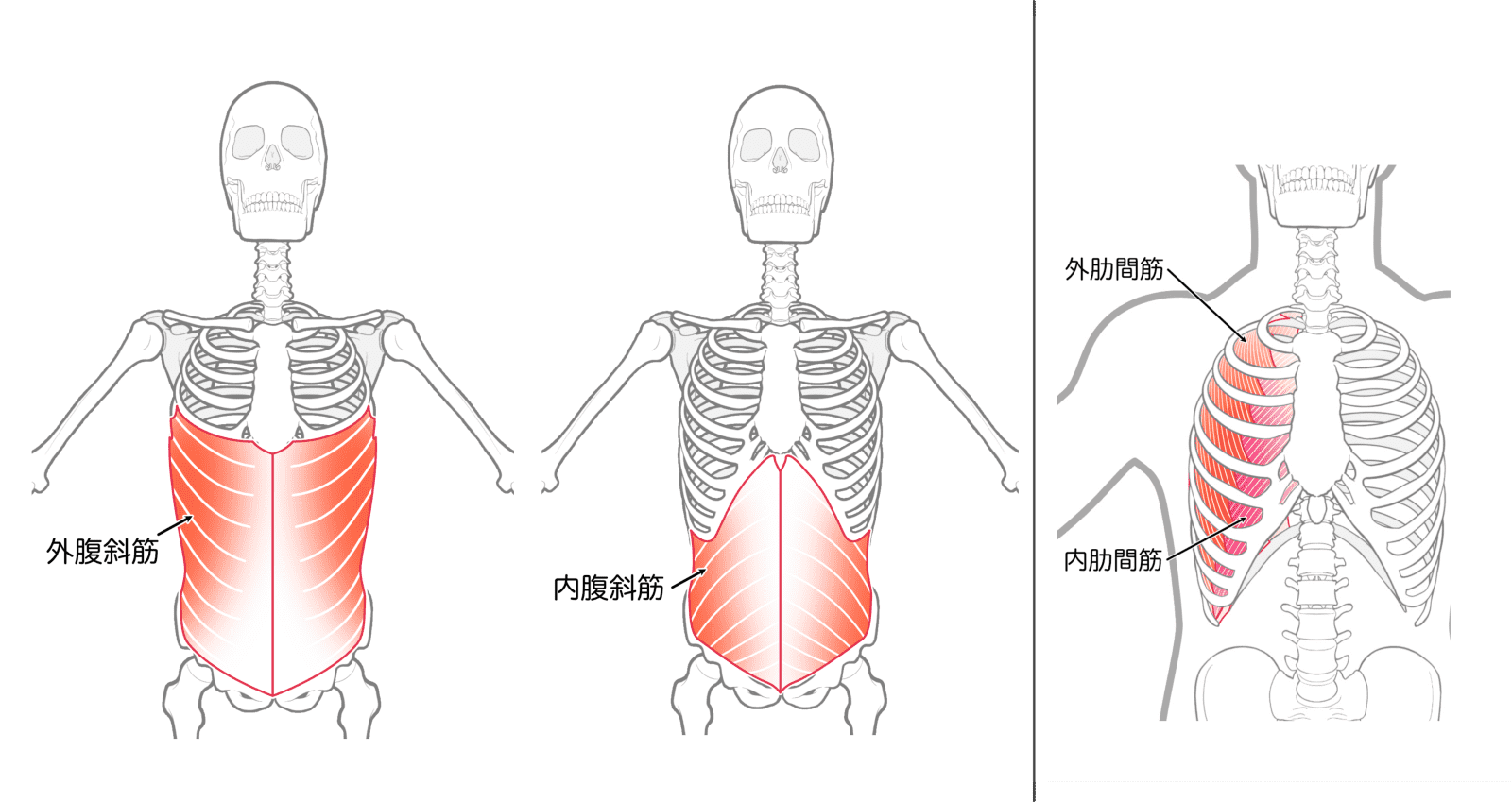 筋肉たち