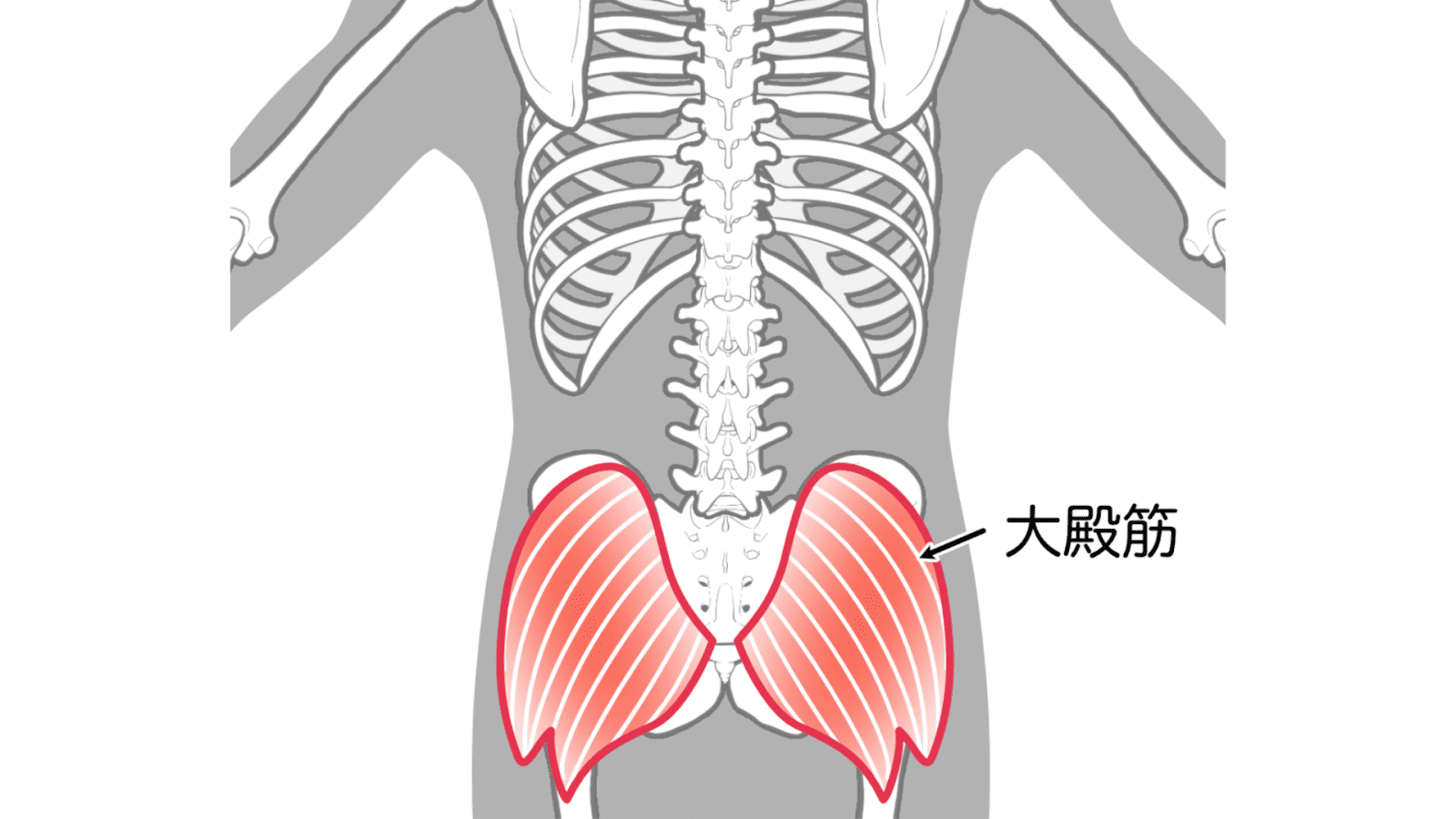 大臀筋
