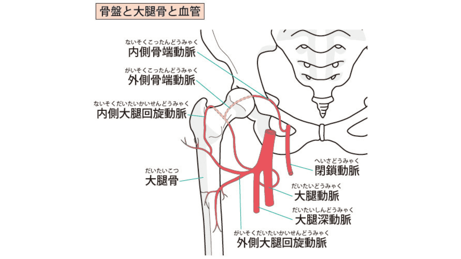 大腿動静脈　イラスト