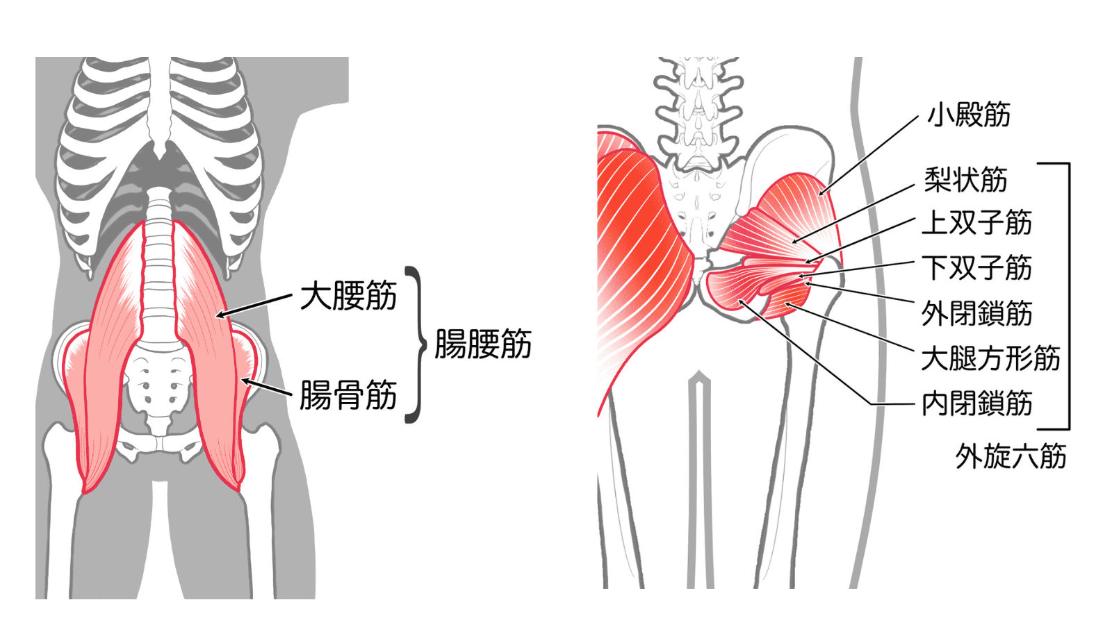 腸腰筋　外旋六筋　イラスト