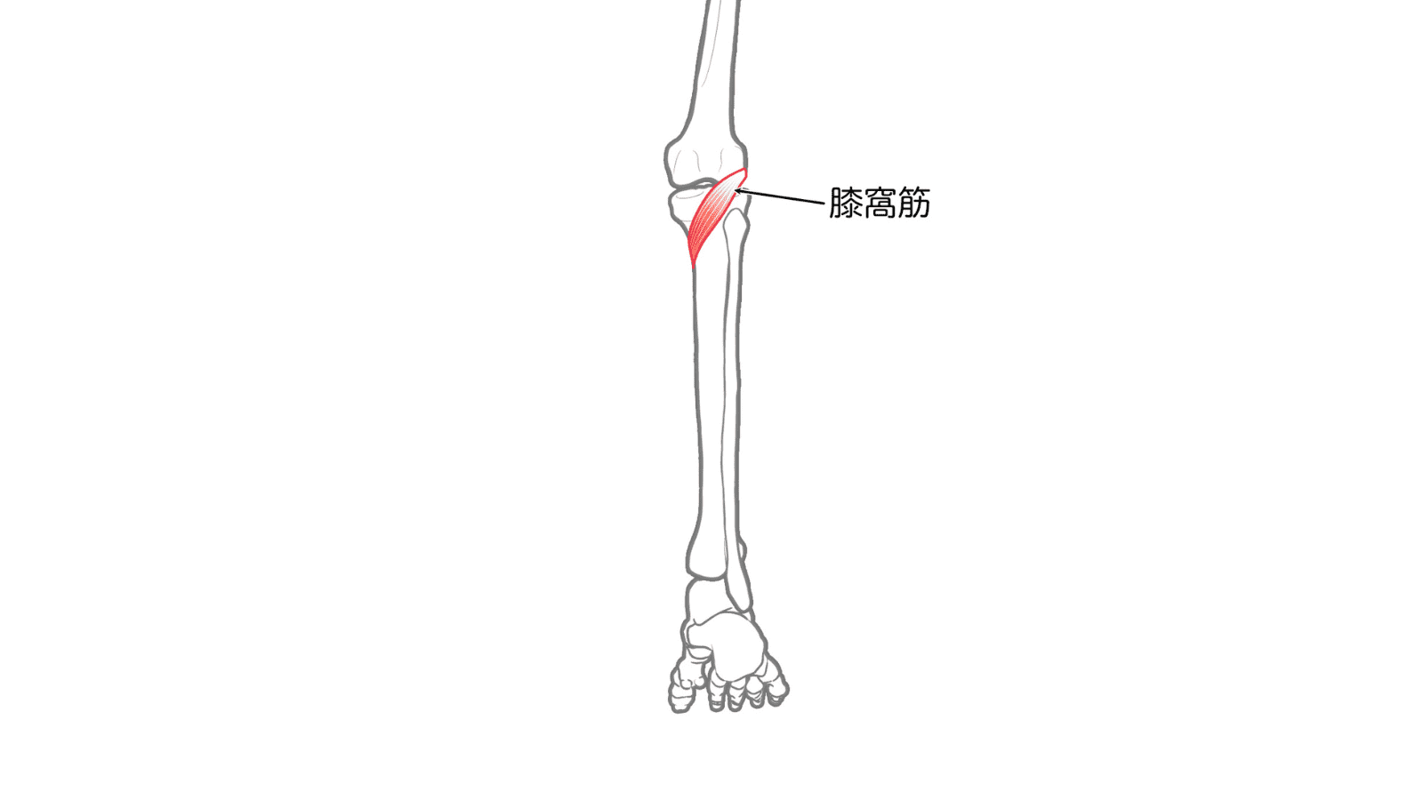 膝窩筋