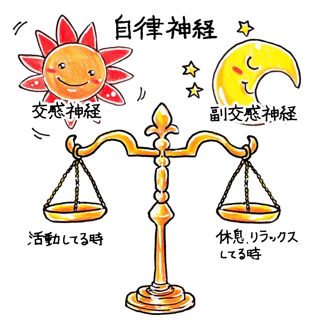 自律神経イラスト