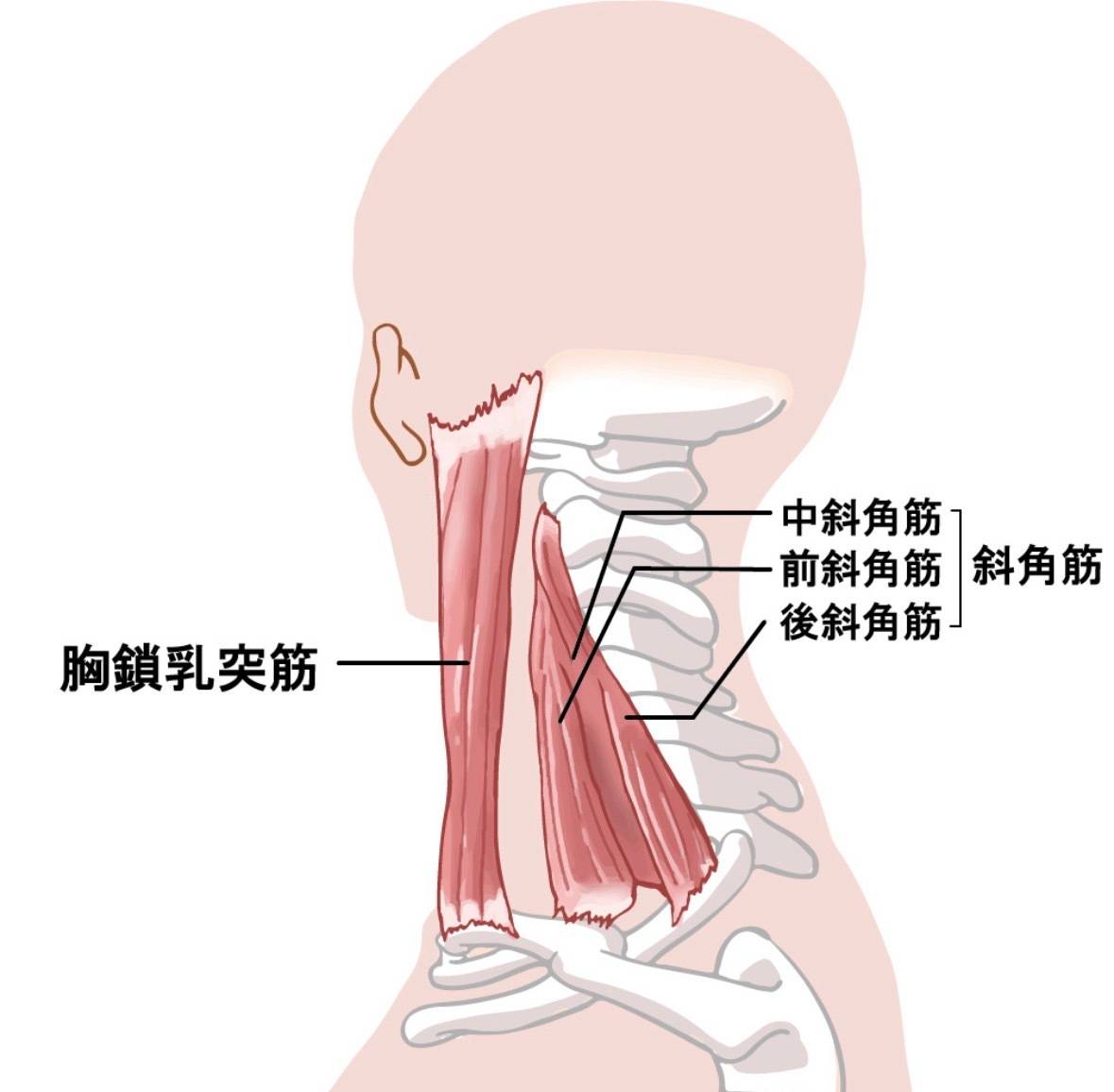 胸鎖乳突筋