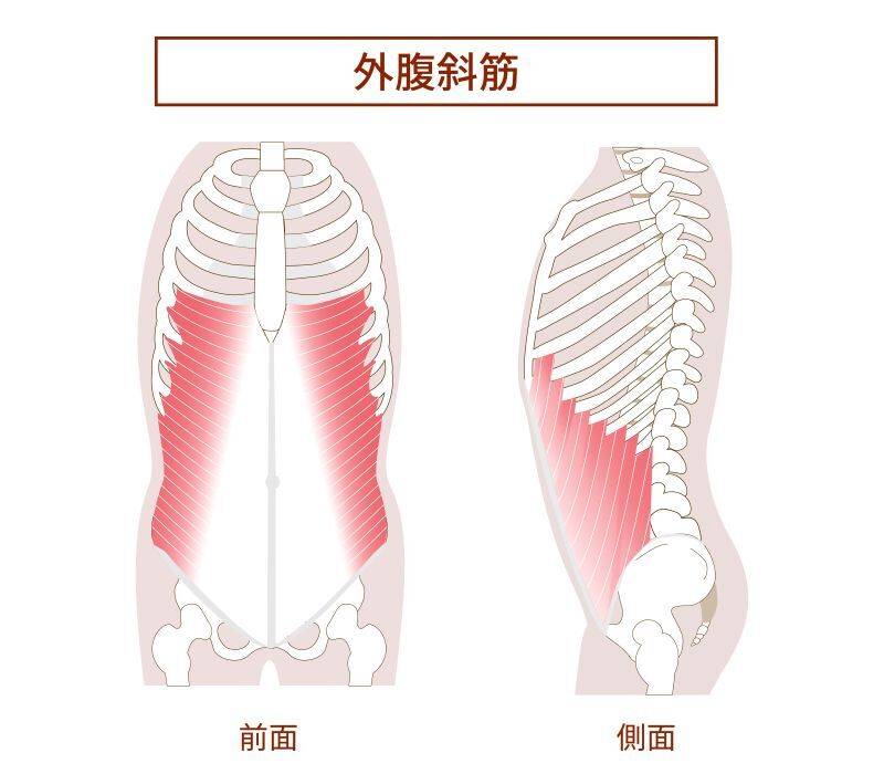 外腹斜筋