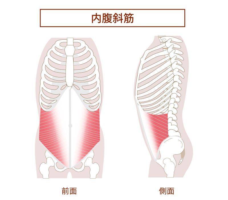 内腹斜筋