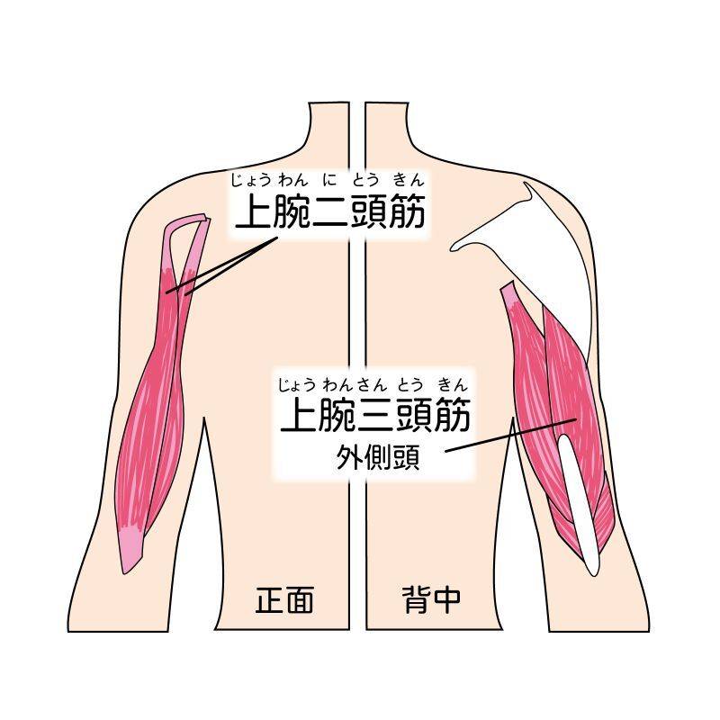 腕の筋肉