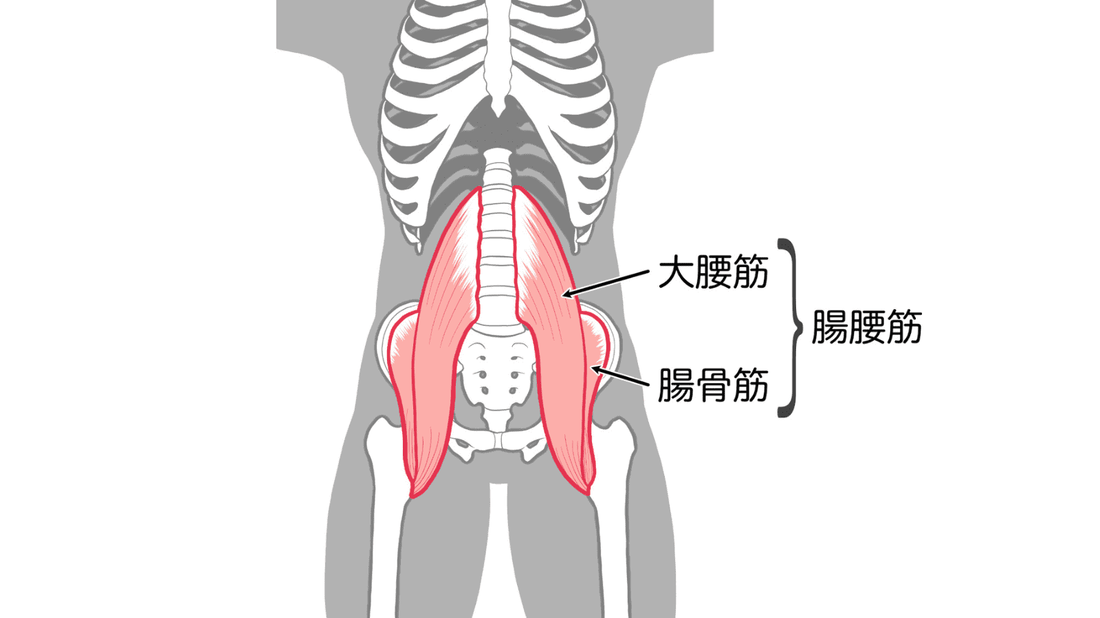 イラスト　腸腰筋