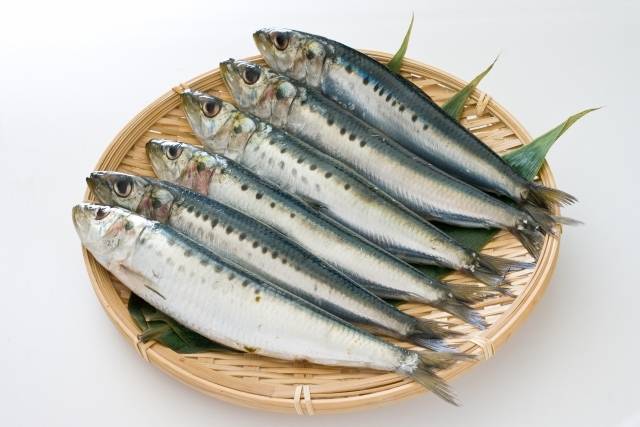 生魚のイメージ