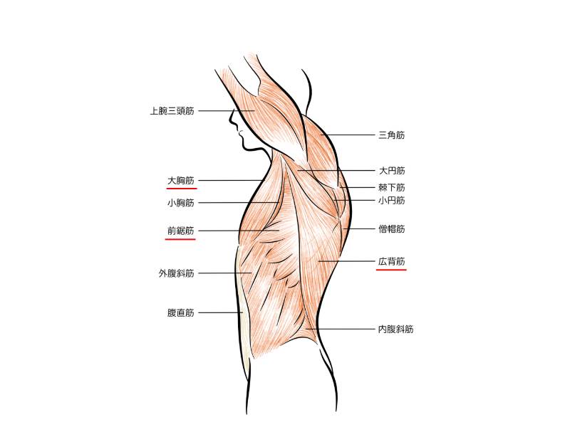大胸筋・前鋸筋・広背筋