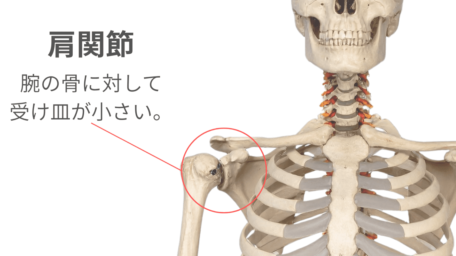 肩
