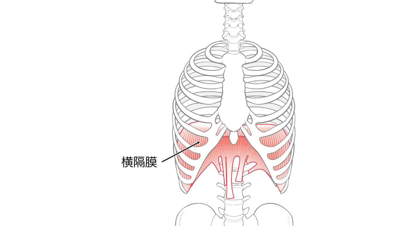 横隔膜