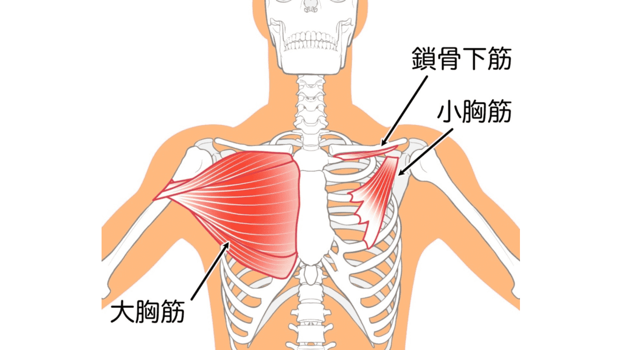 大胸筋