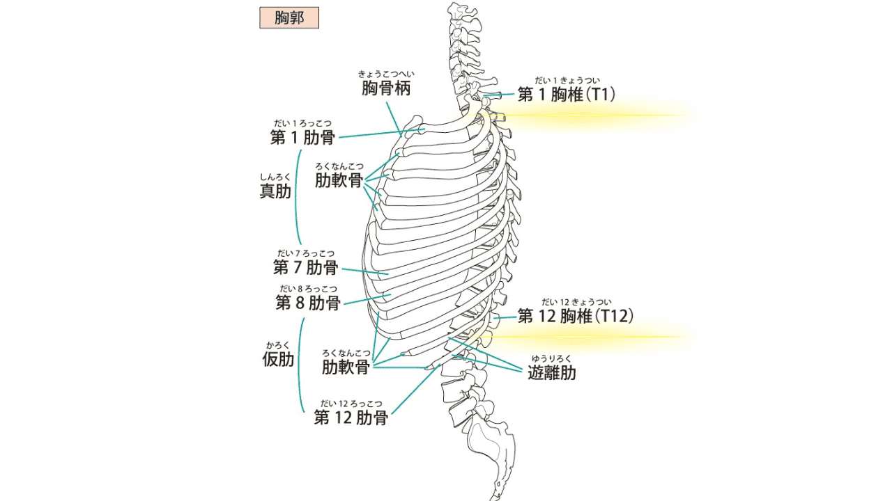 胸椎