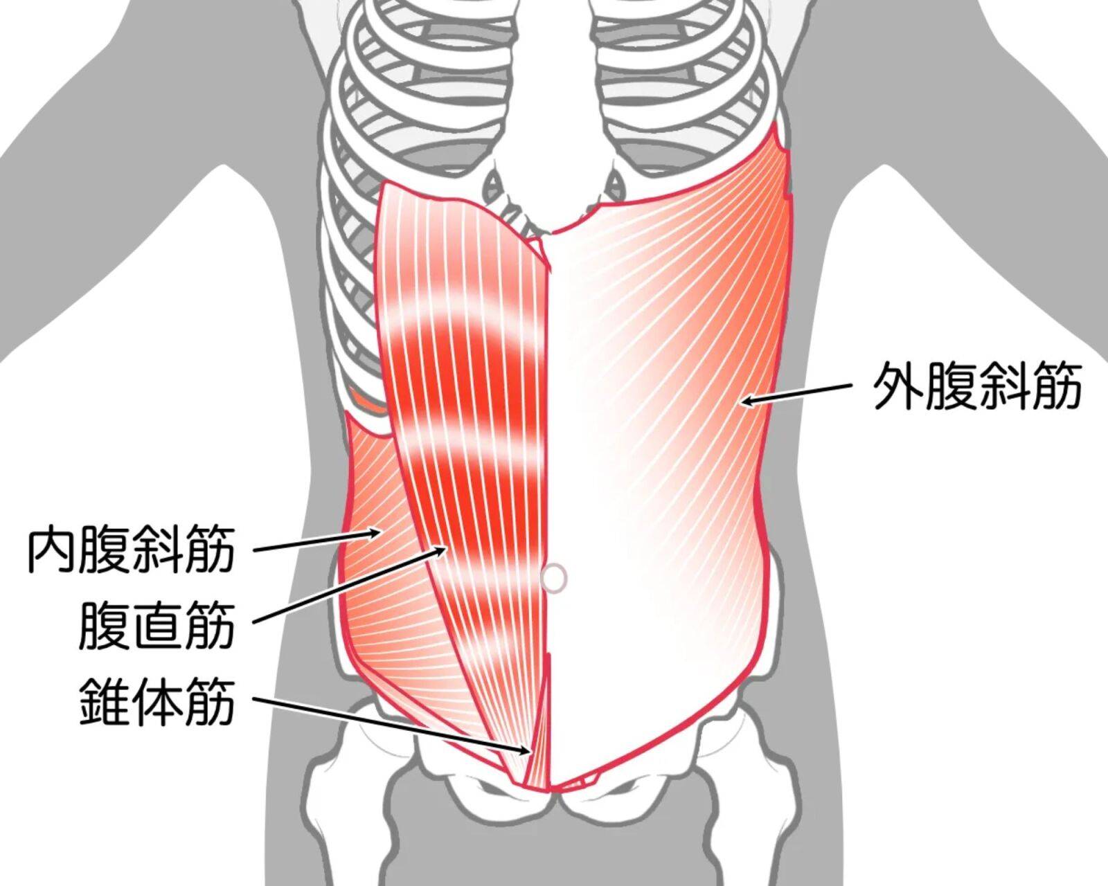 腹斜筋
