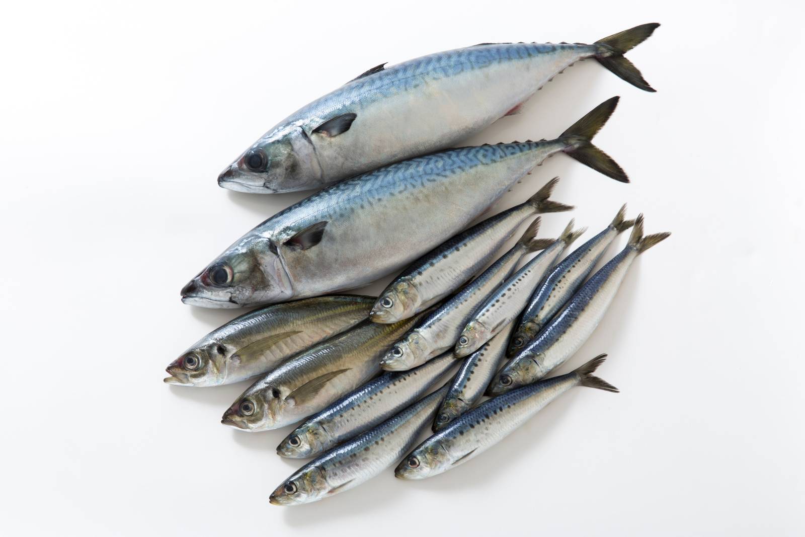 青魚