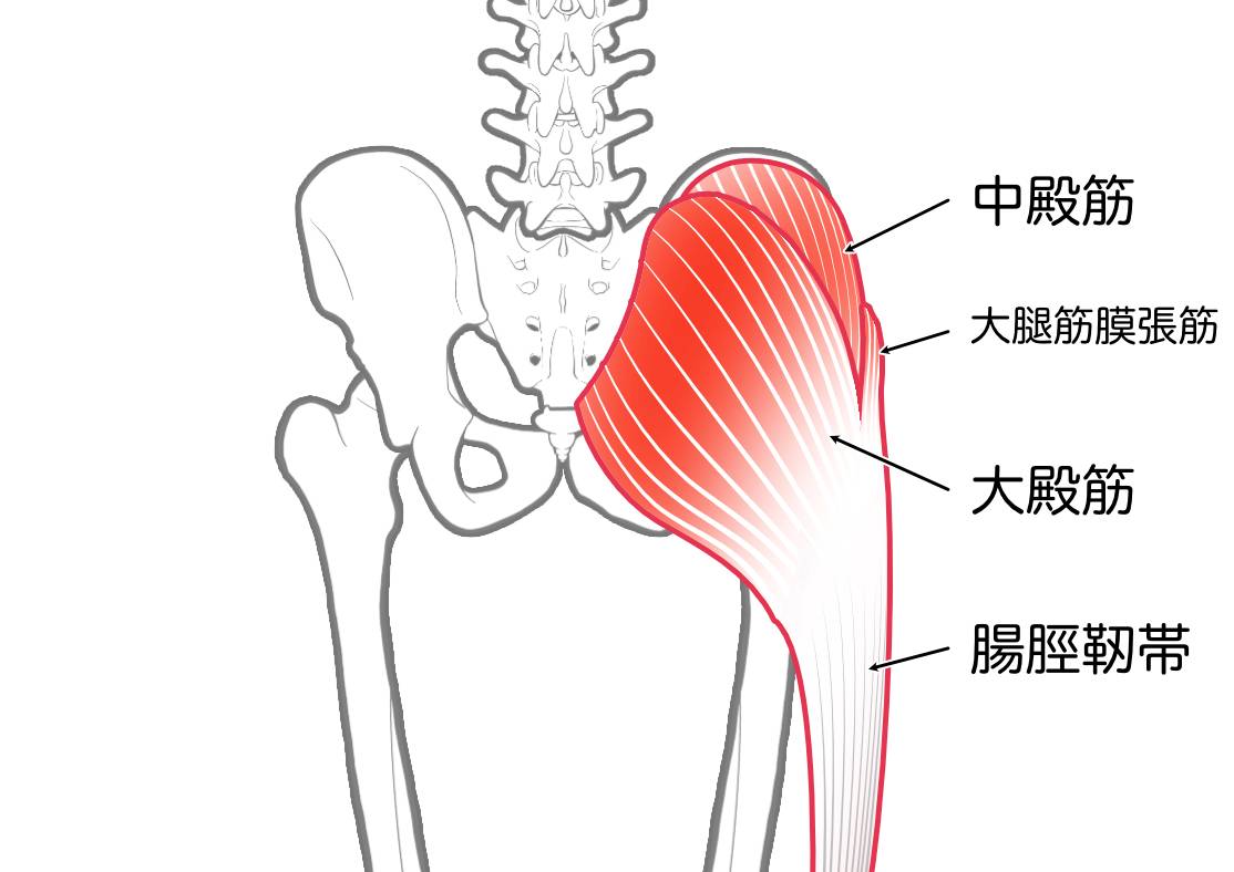 お尻の筋肉