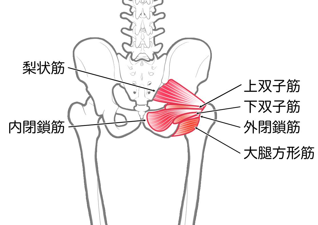 梨状筋