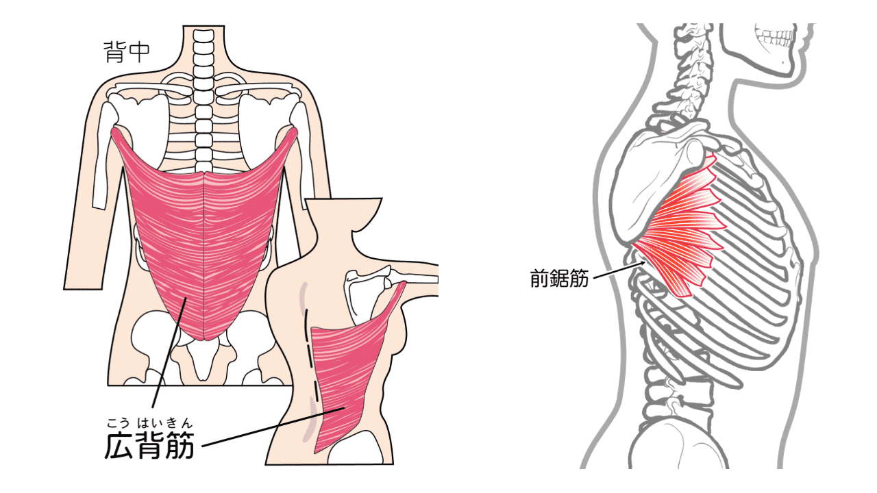 大胸筋、前鋸筋