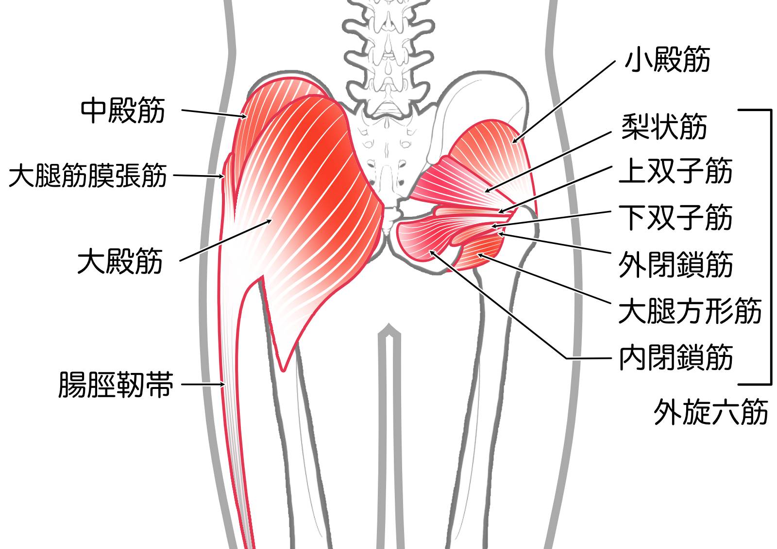 臀筋