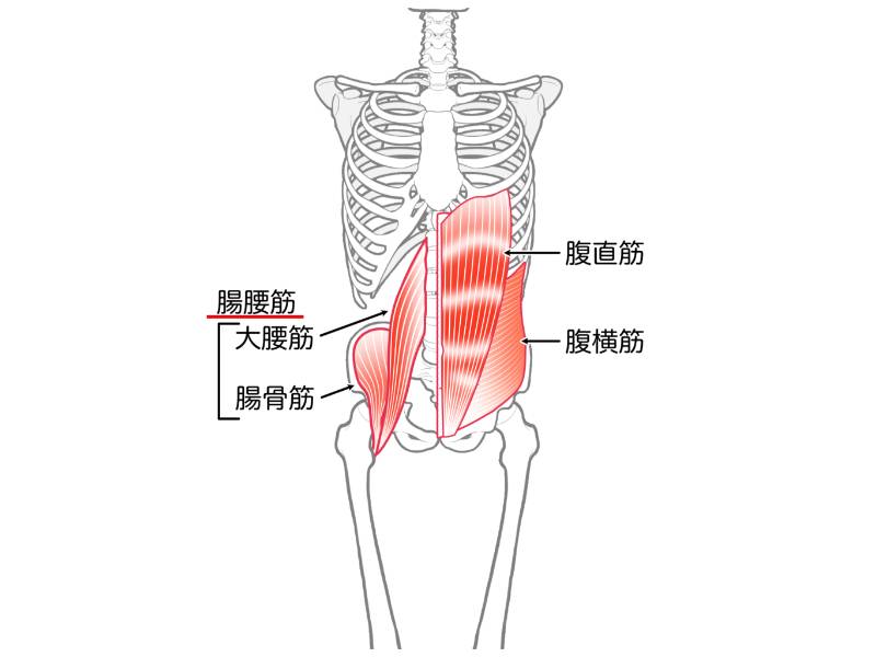 腸腰筋
