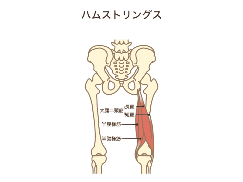 もも裏の筋肉と骨盤