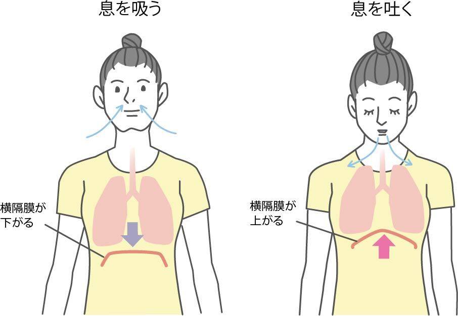 横隔膜