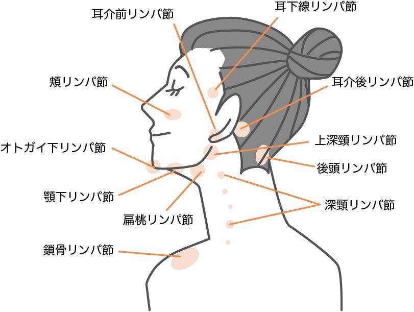 顔のリンパ