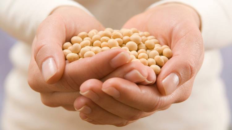 最新研究『豆を食べる人ほど高血圧になりにくい』|大豆やレンズ豆が“血管を守る”理由とは?