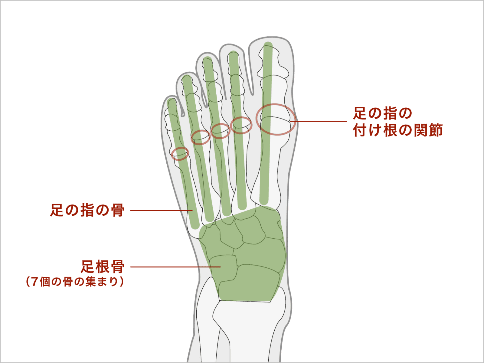 足の構造