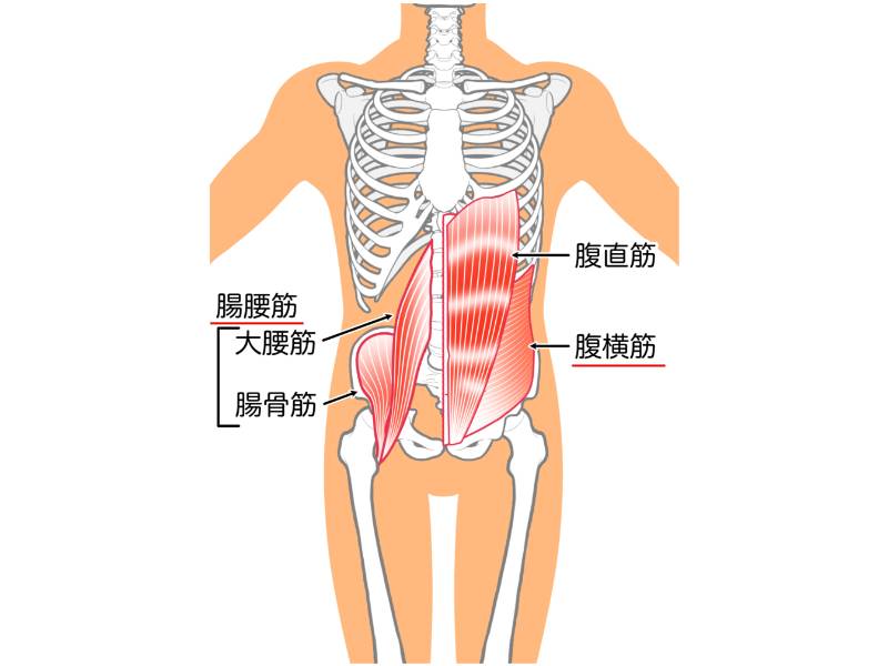 腹横筋・腸腰筋