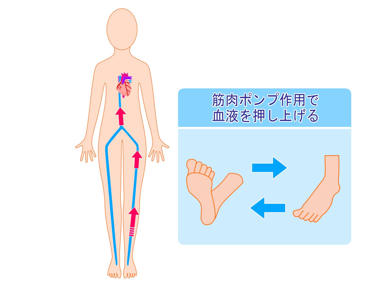ふくらはぎを動かすとむくみが流れる