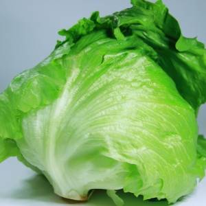 「レタス」に栄養はないと思ってない?実は豊富な栄養素とは|管理栄養士が解説