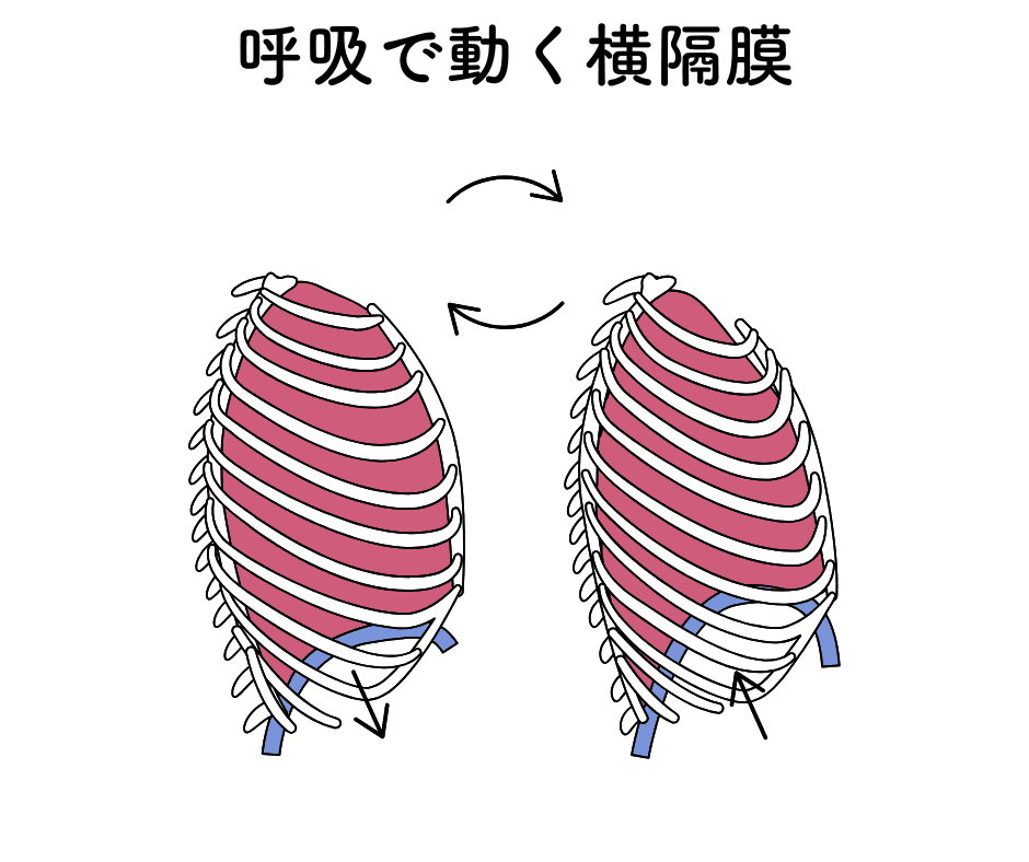 横隔膜のイメージ