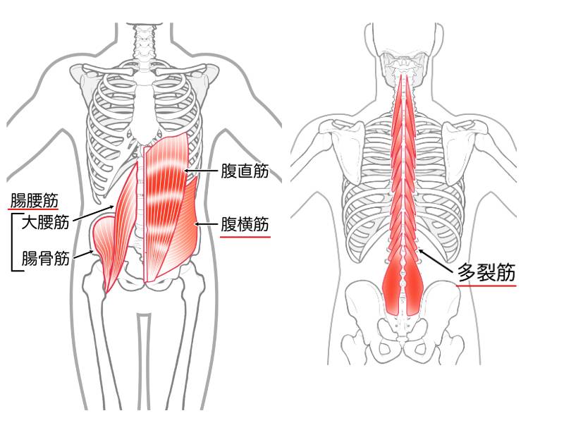 腸腰筋・腹横筋・多裂筋