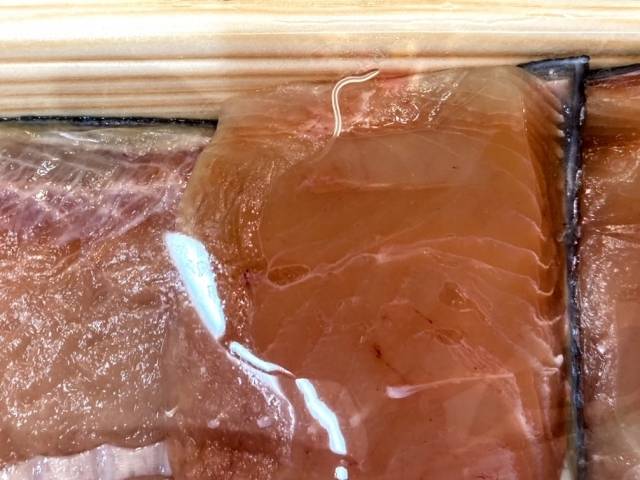 アニサキス幼虫のイメージ