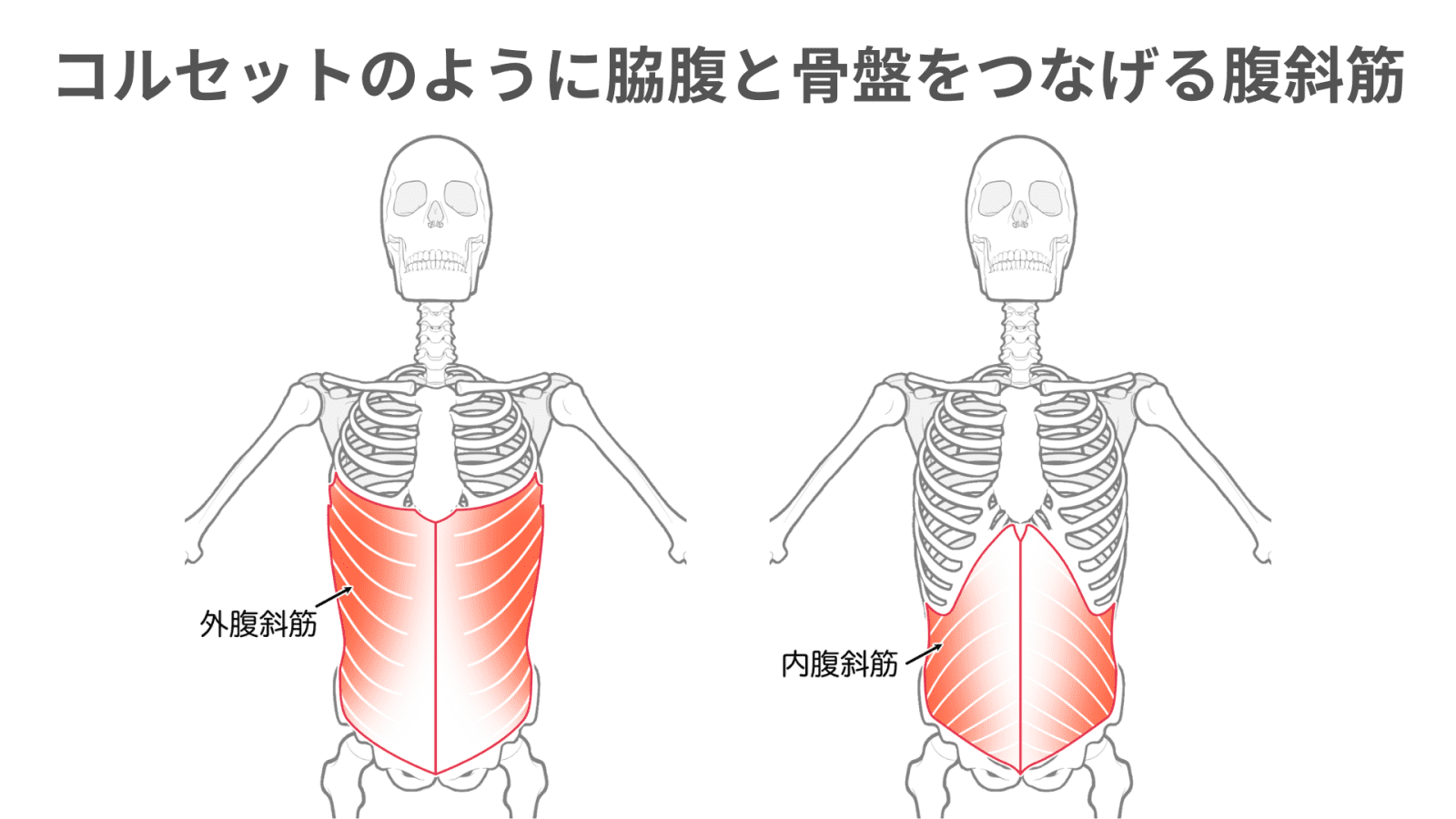 腹斜筋