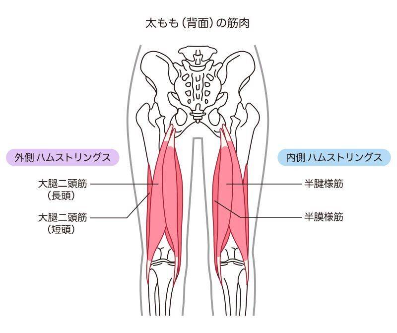 ハムストリングス