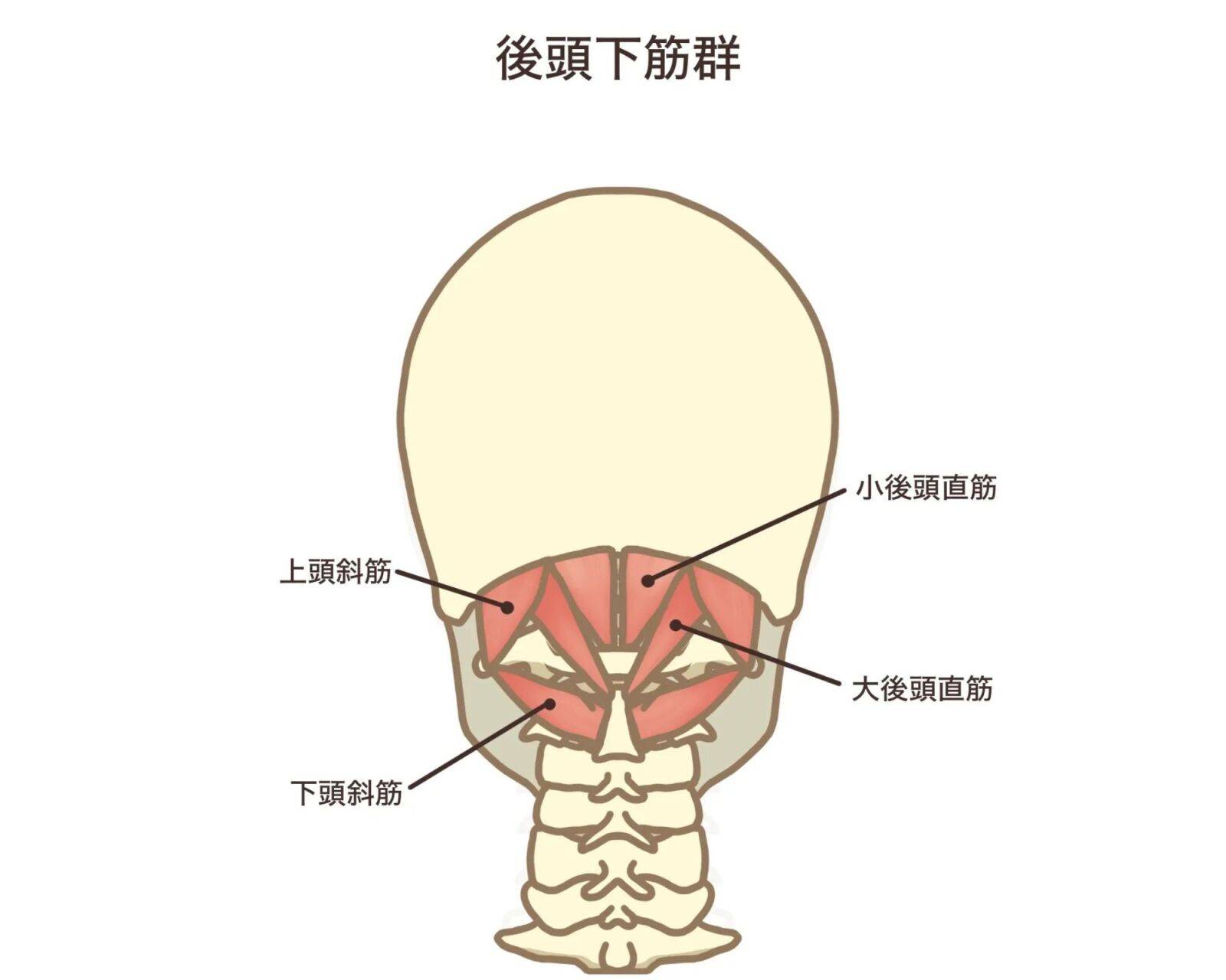 後頭下筋群