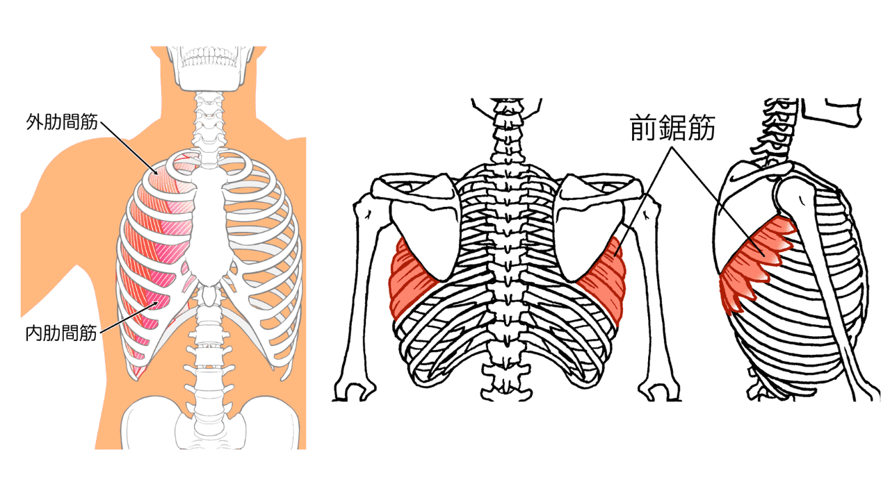肋間筋、前鋸筋