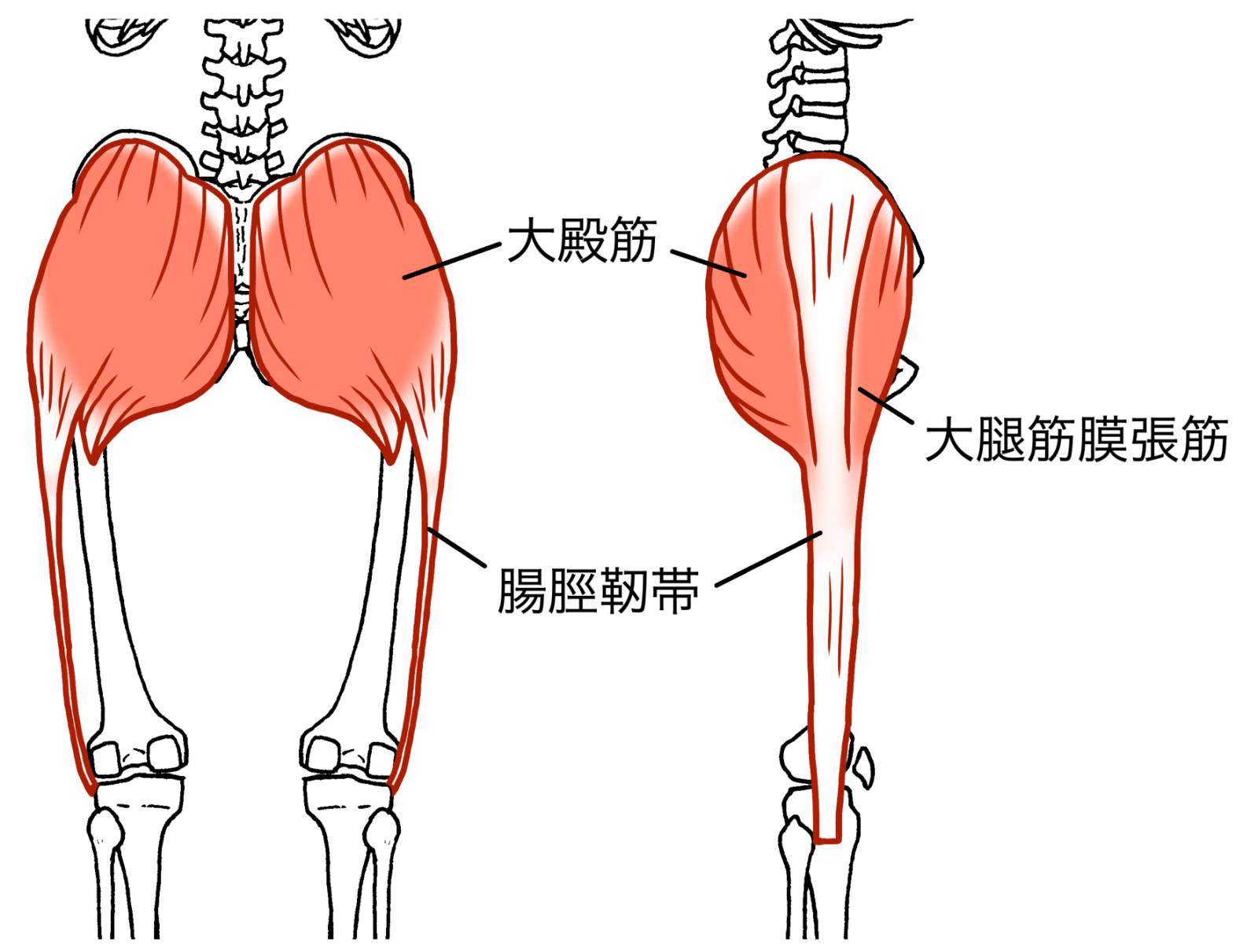 大腿筋膜張筋