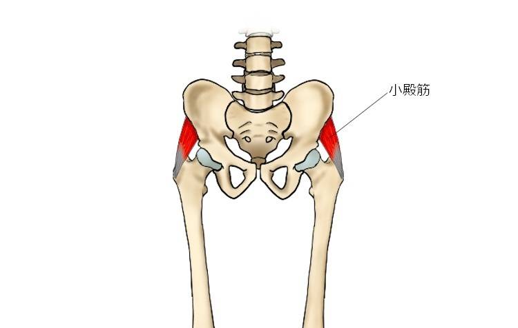 小殿筋