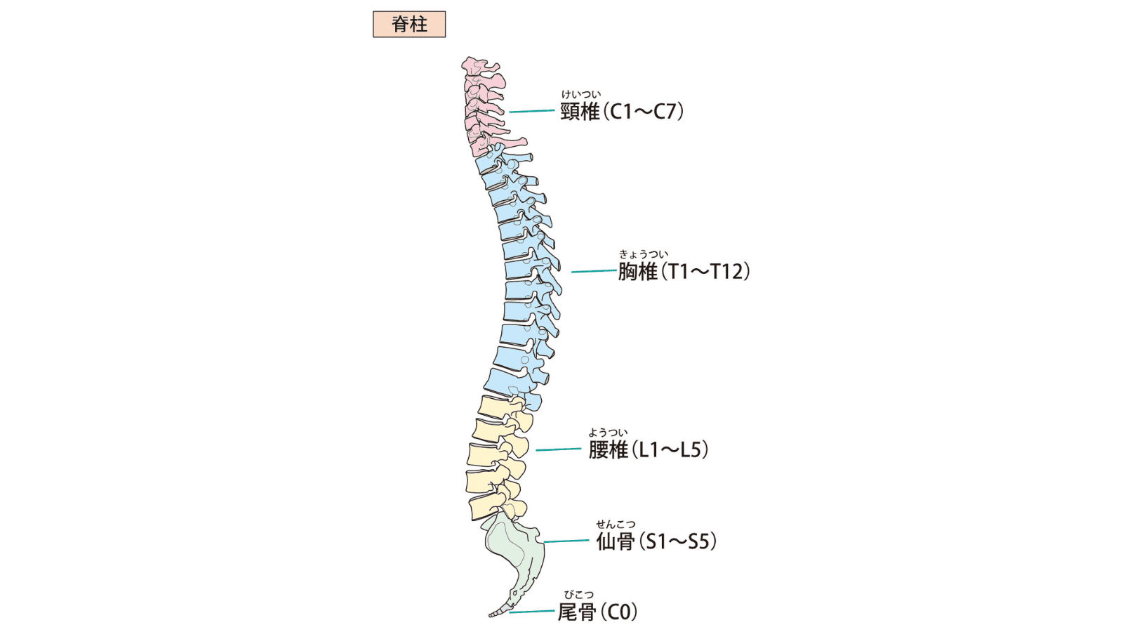 脊椎