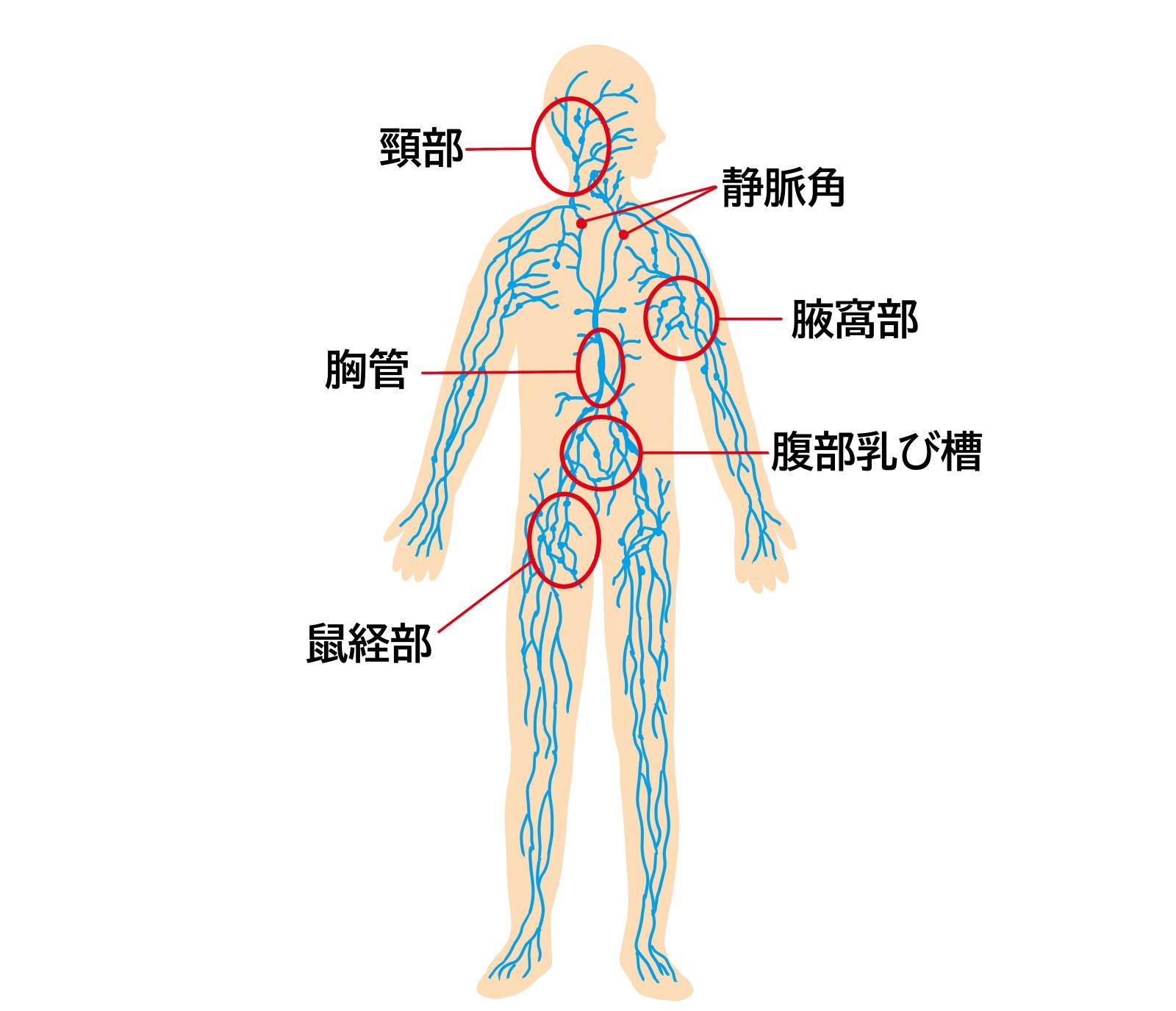 リンパ節
