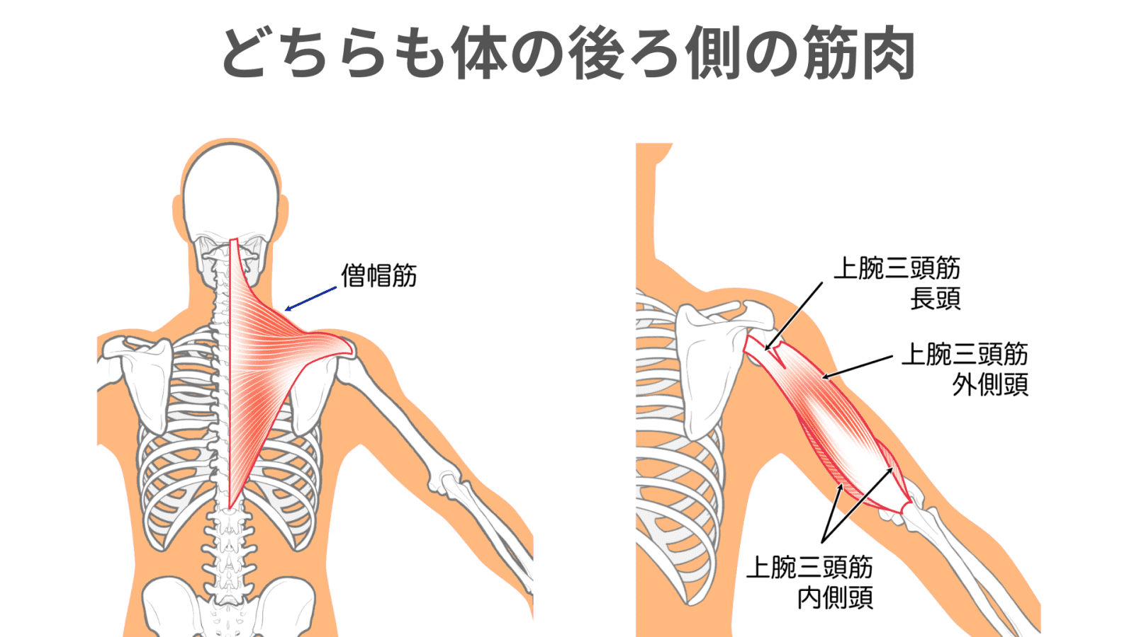 背筋